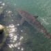 Un tiburón de 3,5 metros atrapado en un canal de Busan atrae 600.000 personas que hacen fila para verlo: «Tiene un aire estelar»
