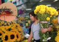 ¿Flores amarillas por el 21 de septiembre? EsSalud advierte sobre el riesgo de dengue ante El Niño