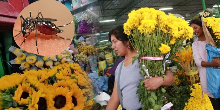 ¿Flores amarillas por el 21 de septiembre? EsSalud advierte sobre el riesgo de dengue ante El Niño