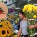 ¿Flores amarillas por el 21 de septiembre? EsSalud advierte sobre el riesgo de dengue ante El Niño