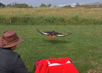 Un ave rapaz hallada en el suelo con problemas de salud regresó a la naturaleza luego de recibir cuidados especializados: «Su capacidad de vuelo siguió mejorando y, finalmente, se consideró que estaba lista para ser liberada»