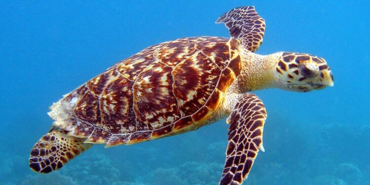 Entre 1844 y 1992, se cazaron nueve millones de tortugas de carey y la especie quedó en peligro crítico: cómo es hoy el desafío de evitar su extinción