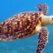 Entre 1844 y 1992, se cazaron nueve millones de tortugas de carey y la especie quedó en peligro crítico: cómo es hoy el desafío de evitar su extinción