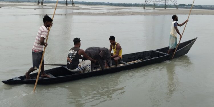 Cinco pescadores le salvaron la vida a un elefante bebé que se estaba ahogando y lo llevaron con su madre: «Una hermosa historia de rescate y reencuentro»