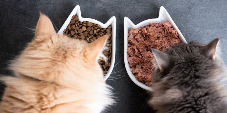 Judith González, veterinaria especialista en nutrición clínica: “Un gato que está adelgazando no debería vivir con ansiedad ni pedir comida constantemente”