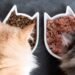 Judith González, veterinaria especialista en nutrición clínica: “Un gato que está adelgazando no debería vivir con ansiedad ni pedir comida constantemente”