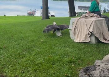 Un águila calva rescatada en mal estado tras quedar atrapada en un árbol comenzó una nueva vida en libertad gracias a una organización especializada: «¡Estamos muy contentos de verla volar libremente de nuevo!»