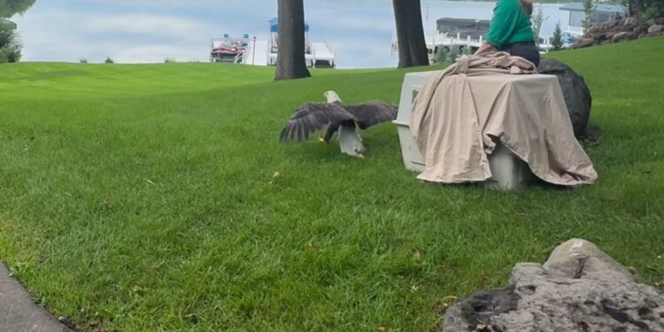Un águila calva rescatada en mal estado tras quedar atrapada en un árbol comenzó una nueva vida en libertad gracias a una organización especializada: «¡Estamos muy contentos de verla volar libremente de nuevo!»