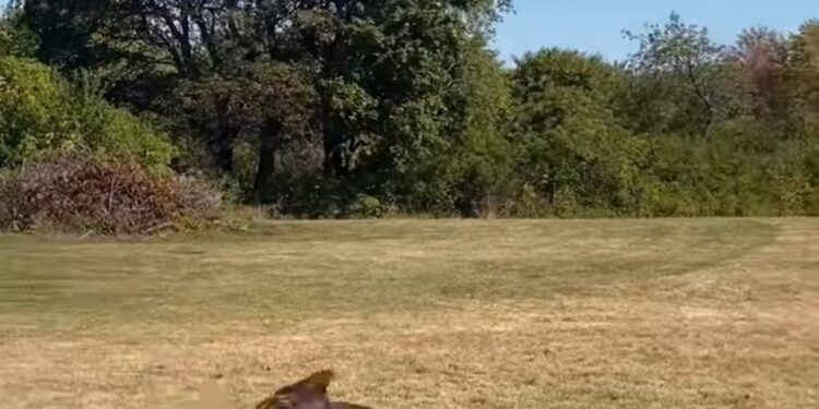 Un águila rescatada que tenía dificultades para mantenerse en pie y no podía volar regresó a la naturaleza tras recuperarse en una clínica especializada: «Con sus poderosas alas, remontó vuelo»