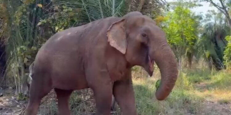 Sandro, el elefante que pasó 40 años en un zoológico, recorrió 1.600 kilómetros para empezar una nueva vida: «Ha estado explorando mucho, y ha sido maravilloso ver su rápido progreso»