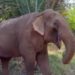Sandro, el elefante que pasó 40 años en un zoológico, recorrió 1.600 kilómetros para empezar una nueva vida: «Ha estado explorando mucho, y ha sido maravilloso ver su rápido progreso»