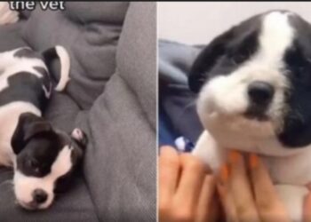 Un cachorrito causa ternura con su cara hinchada por comerse una abeja