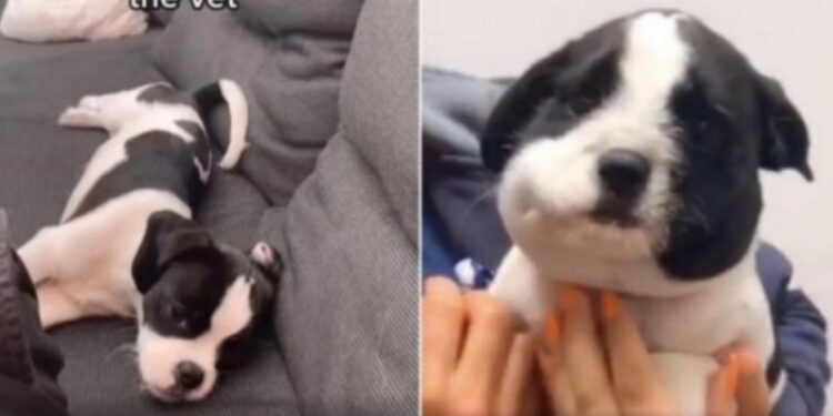 Un cachorrito causa ternura con su cara hinchada por comerse una abeja