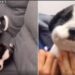 Un cachorrito causa ternura con su cara hinchada por comerse una abeja