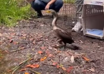 Un cormorán que estaba débil y no podía mantenerse en pie logró volver recuperado a su hábitat natural gracias a  una organización: «¡Se encontraba listo para ser liberado tras poco más de una semana bajo nuestro cuidado!»