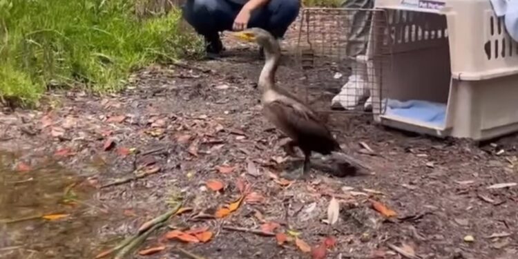 Un cormorán que estaba débil y no podía mantenerse en pie logró volver recuperado a su hábitat natural gracias a  una organización: «¡Se encontraba listo para ser liberado tras poco más de una semana bajo nuestro cuidado!»