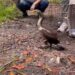Un cormorán que estaba débil y no podía mantenerse en pie logró volver recuperado a su hábitat natural gracias a  una organización: «¡Se encontraba listo para ser liberado tras poco más de una semana bajo nuestro cuidado!»