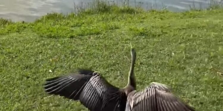 Una aninga australiana rehabilitada volvió a vivir en libertad tras haber sido víctima de un preocupante incidente con un hilo de pesca: «Tenía el pico enredado con un sedal y fue hallada colgando de un árbol»