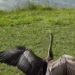 Una aninga australiana rehabilitada volvió a vivir en libertad tras haber sido víctima de un preocupante incidente con un hilo de pesca: «Tenía el pico enredado con un sedal y fue hallada colgando de un árbol»