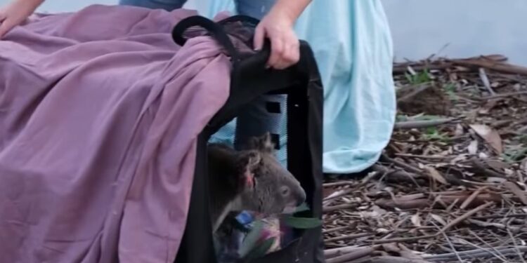 Tres koalas rescatados en mal estado volvieron a su hábitat natural tras casi seis meses de rehabilitación: «Fueron devueltos a su hogar, en la naturaleza»