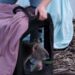 Tres koalas rescatados en mal estado volvieron a su hábitat natural tras casi seis meses de rehabilitación: «Fueron devueltos a su hogar, en la naturaleza»