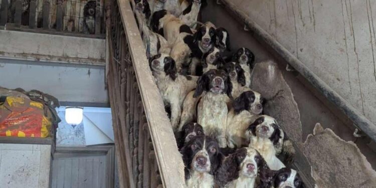 Una familia fue condenada por maltrato animal tras tener más de 80 animales hacinados y en condiciones deplorables
