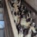 Una familia fue condenada por maltrato animal tras tener más de 80 animales hacinados y en condiciones deplorables