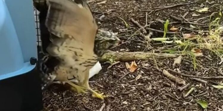 Un ave rehabilitada volvió a volar en libertad tiempo después de haber sido rescatada en mal estado de salud