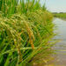 INTA CORRIENTES INVESTIGA CÓMO MEJORAR LA FERTILIZACIÓN DEL ARROZ A PARTIR DEL CONOCIMIENTO DEL SUELO