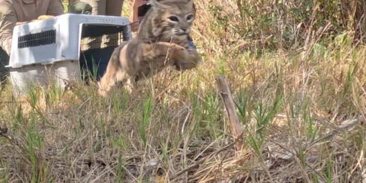 Un lince rehabilitado volvió a vivir en libertad tras superar múltiples adversidades: «Después de todo lo que afrontó, verlo correr de regreso a su hábitat natural fue el final que siempre habíamos deseado»