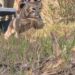 Un lince rehabilitado volvió a vivir en libertad tras superar múltiples adversidades: «Después de todo lo que afrontó, verlo correr de regreso a su hábitat natural fue el final que siempre habíamos deseado»