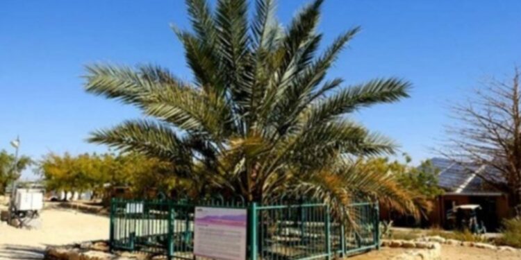 Con un puñado de semillas de 2000 años de antigüedad resucitaron una palmera extinta