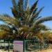 Con un puñado de semillas de 2000 años de antigüedad resucitaron una palmera extinta