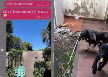 INSÓLITO: Le hizo creer a su tía que un cuervo se llevó al perro y la broma se le fue de las manos