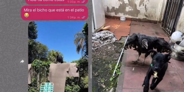INSÓLITO: Le hizo creer a su tía que un cuervo se llevó al perro y la broma se le fue de las manos