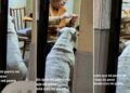 ABUELA ICÓNICA: No podía hacer que su perro baje de peso, investigó y se llevó una tierna sorpresa