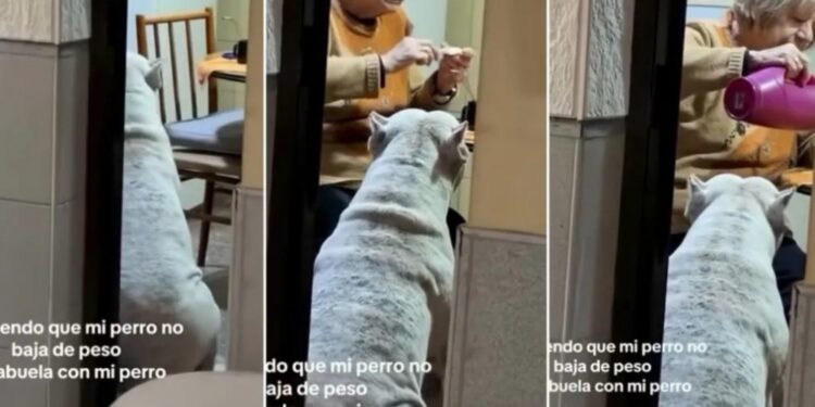 ABUELA ICÓNICA: No podía hacer que su perro baje de peso, investigó y se llevó una tierna sorpresa