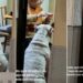 ABUELA ICÓNICA: No podía hacer que su perro baje de peso, investigó y se llevó una tierna sorpresa