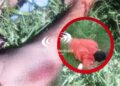 CRIMEN EN EL ASENTAMIENTO DEL PIRAYUÍ : Así fue el enfrentamiento en el que mataron a machetazos a un hombre
