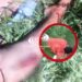 CRIMEN EN EL ASENTAMIENTO DEL PIRAYUÍ : Así fue el enfrentamiento en el que mataron a machetazos a un hombre