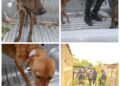MALTRATO ANIMAL EN CORRIENTES: Rescataron a cuatro perros en mal estado en dos allanamientos