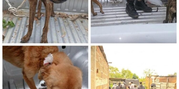 MALTRATO ANIMAL EN CORRIENTES: Rescataron a cuatro perros en mal estado en dos allanamientos