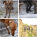 MALTRATO ANIMAL EN CORRIENTES: Rescataron a cuatro perros en mal estado en dos allanamientos