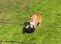 MURIÓ EN EL LUGAR: Un hombre saltó al recinto de un tigre en un zoo de Inglaterra y murió tras ser atacado