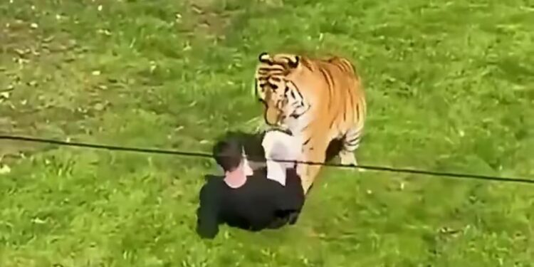 MURIÓ EN EL LUGAR: Un hombre saltó al recinto de un tigre en un zoo de Inglaterra y murió tras ser atacado