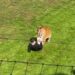 MURIÓ EN EL LUGAR: Un hombre saltó al recinto de un tigre en un zoo de Inglaterra y murió tras ser atacado