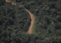 TRAS EL FALLO DE LA CORTE: Misiones busca frenar la venta indiscriminada de tierras a extranjeros