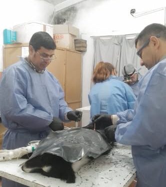 GOBIERNO MUNICIPAL – CONTROL DE COMERCIOS Y PROTECCIÓN ANIMAL, SE REALIZARON 56 CASTARACIONES EN UN MES EN LA LOCALIDAD