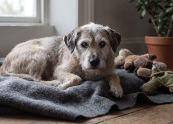 Los perros envejecidos podrían ser la clave para entender el Alzheimer humano, según un estudio