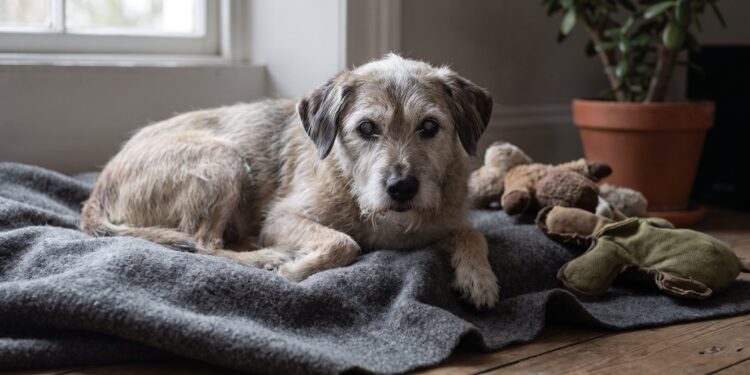 Los perros envejecidos podrían ser la clave para entender el Alzheimer humano, según un estudio